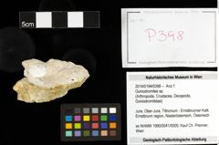 Foto (Objekt + Etiketten) von Goniodromites sp. 